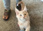 Heineken - Maine Coon Cat For Sale - Brighton, CO, US