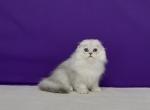 Donald - Scottish Fold Cat For Sale - Norwalk, CT, US