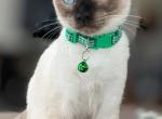 1 Female Siamese Vaccinated and Ready - Siamese Cat For Sale - Philadelphia, PA, US