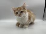 Tinky - Scottish Straight Cat For Sale - Ava, MO, US