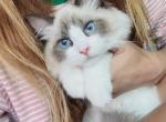 GG - Ragdoll Cat For Sale - Huntington Beach, CA, US