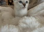 Lynx Point Siamese kittens - Siamese Cat For Sale - Kissimmee, FL, US