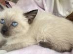 Male Siamese Balinese for sale - Siamese Cat For Sale - Louisville, KY, US