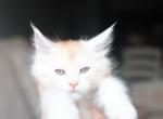 Louis - Maine Coon Cat For Sale - NY, US