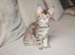 Chloe - Maine Coon Cat For Sale - NY, US