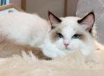 999 Seal Bicolor Girl - Ragdoll Cat For Sale - Fontana, CA, US