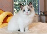 Fluffy Seal Bicolor Girl - Ragdoll Cat For Sale - Fontana, CA, US