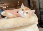 NY12 Girl Golden shaded - British Shorthair Cat For Sale - Fontana, CA, US