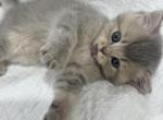 Litter O pink - British Shorthair Cat For Sale - Englewood, CO, US