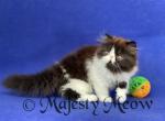 Roksolana - Persian Cat For Sale - Yucca Valley, CA, US