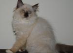 Alexa - Ragdoll Cat For Sale - Shippensburg, PA, US