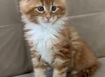 C4 - Maine Coon Cat For Sale - Jonestown, PA, US