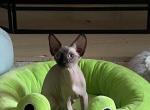 Captain - Sphynx Kitten For Sale - Canton, GA, US