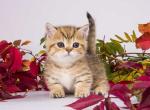 Rangun munchkin golden leopard boy with short legs - Munchkin Kitten For Sale - CA, US