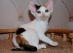 Yolana - Devon Rex Cat For Sale - Norwalk, CT, US