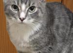 Gabby - Ragamuffin Cat For Sale - Sullivan, MO, US