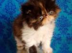 Lapushka - Persian Cat For Sale - Norwalk, CT, US