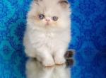 Lada - Persian Cat For Sale - Norwalk, CT, US