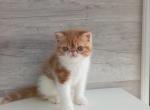 Lulu - Exotic Kitten For Sale - Pembroke Pines, FL, US