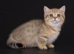 Lubomirr - Munchkin Cat For Sale - Hollywood, FL, US