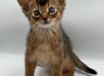 Jack - Abyssinian Cat For Sale - Odesa, Odessa Oblast, UA