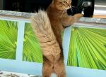 Cesar - Somali Cat For Sale - Odesa, Odessa Oblast, UA