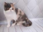 Venetsia - Exotic Cat For Sale - Norwalk, CT, US