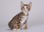 Impuls Panterina - Bengal Cat For Sale - Norwalk, CT, US