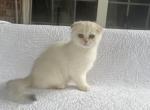 Taylor - Scottish Fold Cat For Sale - Nashville, TN, US