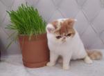 Umka - Exotic Kitten For Sale - Pembroke Pines, FL, US