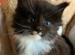 Raven - Maine Coon Cat For Sale - Manchester Township, NJ, US