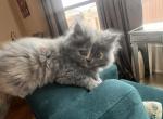 Fofy - Persian Cat For Sale - Allen, TX, US