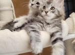 Mainecoon male silver show - Maine Coon Cat For Sale - State College, PA, US