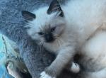 Sold Kats ravishing ragdolls - Ragdoll Cat For Sale - Lancaster, PA, US