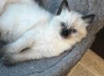 ON HOLD  Ragdoll seal point Kats ravishing ragdoll - Ragdoll Cat For Sale - Lancaster, PA, US