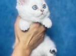 ARAMIS male shorthair - Scottish Straight Kitten For Sale - Austin, TX, US