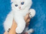 ATHOS male shorthair - Scottish Fold Cat For Sale - Las Vegas, NV, US