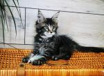 Mia Silent wave - Maine Coon Cat For Sale - Brooklyn, NY, US