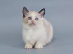 Mini - Munchkin Cat For Sale - Brooklyn, NY, US