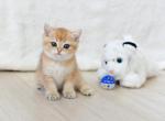 Viola - British Shorthair Cat For Sale - Brooklyn, NY, US