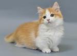 Nissan - Munchkin Cat For Sale - Brooklyn, NY, US