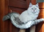 Dafna - Siberian Cat For Sale - Brooklyn, NY, US