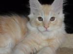 Orfey - Maine Coon Cat For Sale - Brooklyn, NY, US