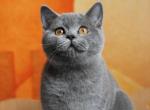 Penelope - Scottish Straight Cat For Sale - Brooklyn, NY, US