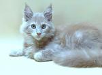 Bernard - Maine Coon Kitten For Sale - New York, NY, US