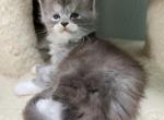 Hendrix H4 - Maine Coon Kitten For Sale - Buford, GA, US