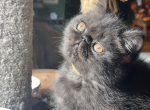 Exotic shorthair FemaleVermont - Persian Cat For Sale - Underhill, VT, US