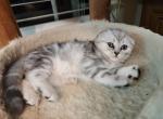 Leo2 - Scottish Fold Kitten For Sale - Philadelphia, PA, US