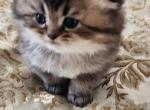 Harley - Scottish Fold Cat For Sale - Naperville, IL, US