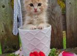 Fluffy - Domestic Kitten For Sale - Barto, PA, US